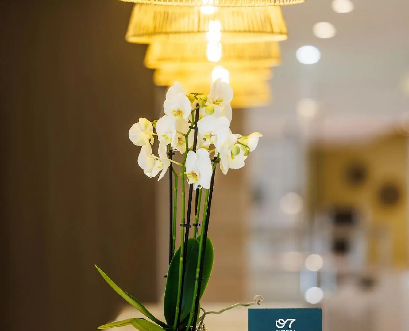 Hotel O7 Alondra Cala Ratjada