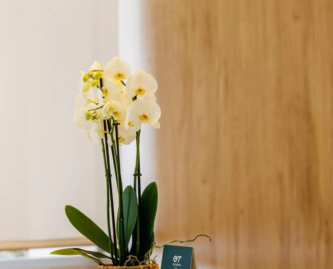 Hotel O7 Alondra Cala Ratjada